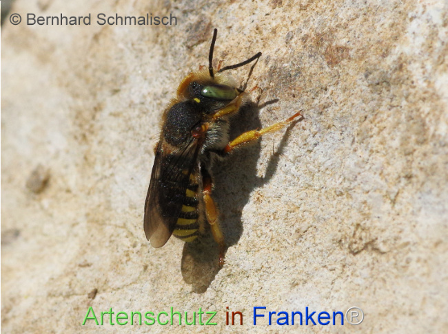 Bild zum Eintrag (1126175-160)