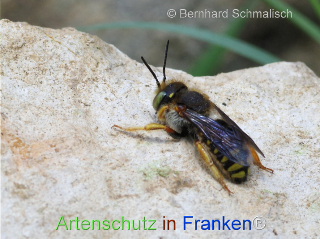 Bild zum Eintrag (1126177-160)