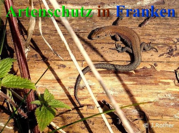 Bild zum Eintrag (1126202-160)