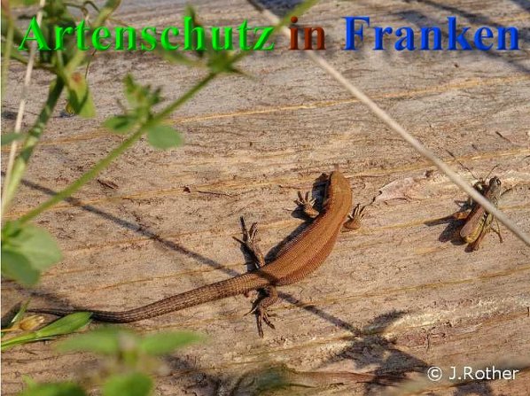 Bild zum Eintrag (1126203-160)