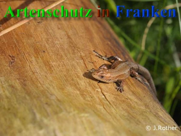 Bild zum Eintrag (1126204-160)