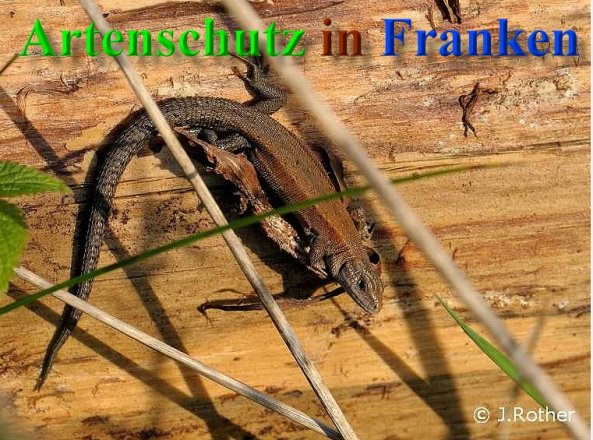 Bild zum Eintrag (1126205-160)