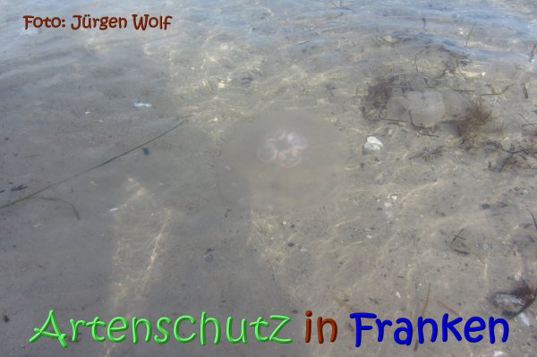 Bild zum Eintrag (1126208-160)