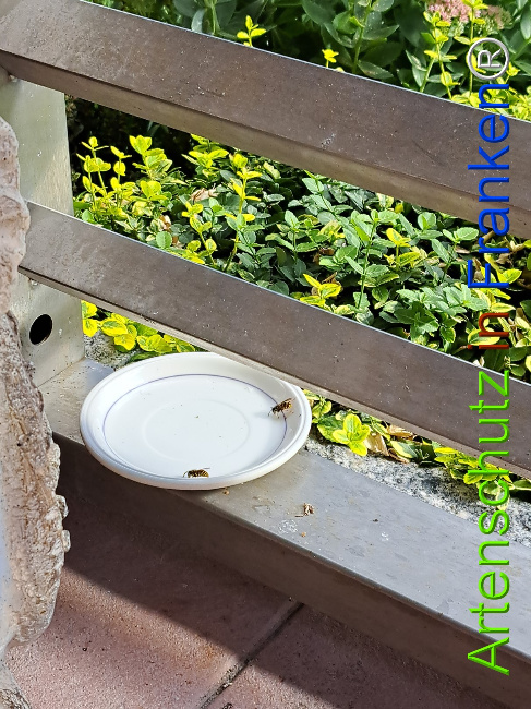 Bild zum Eintrag (1126672-160)