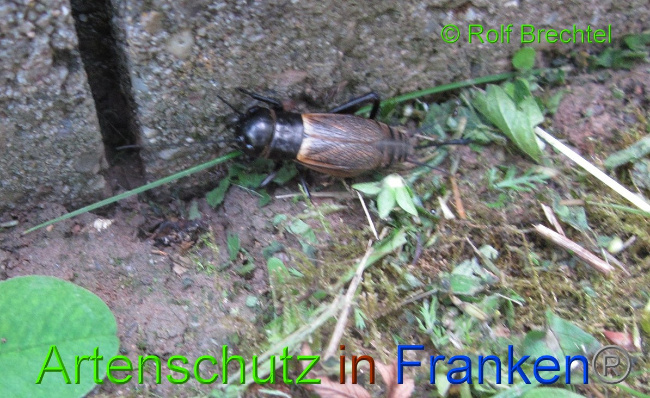 Bild zum Eintrag (1126824-160)