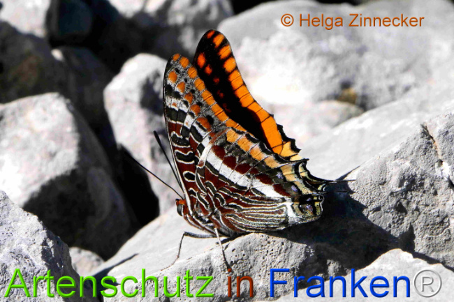 Bild zum Eintrag (1126912-160)