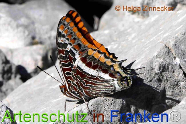 Bild zum Eintrag (1126913-160)