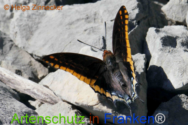 Bild zum Eintrag (1126914-160)