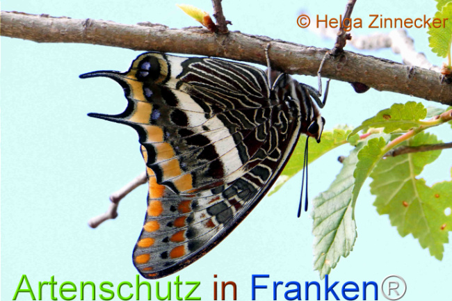 Bild zum Eintrag (1126916-160)