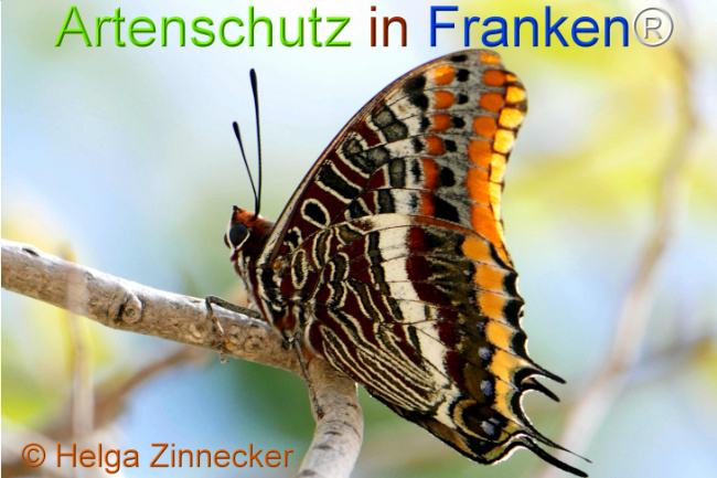 Bild zum Eintrag (1126917-160)