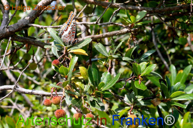 Bild zum Eintrag (1126919-160)