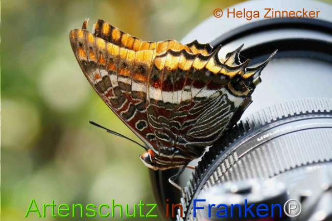 Bild zum Eintrag (1126921-160)