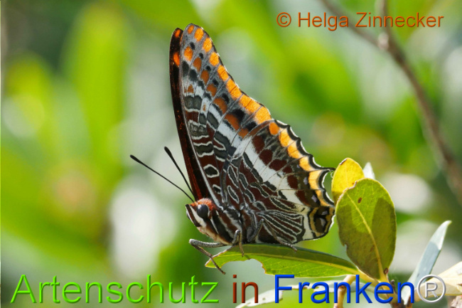 Bild zum Eintrag (1126925-160)