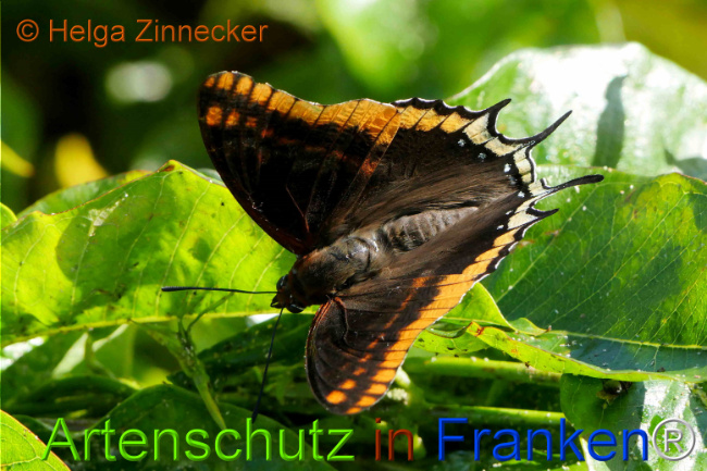 Bild zum Eintrag (1126926-160)