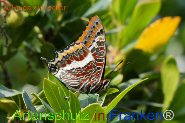 Bild zum Eintrag (1126929-160)