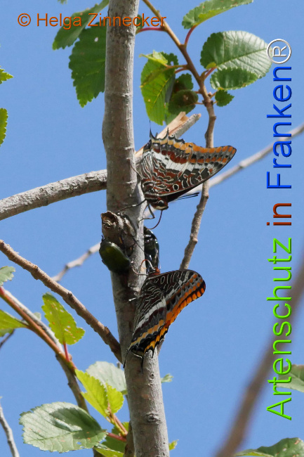 Bild zum Eintrag (1126934-160)