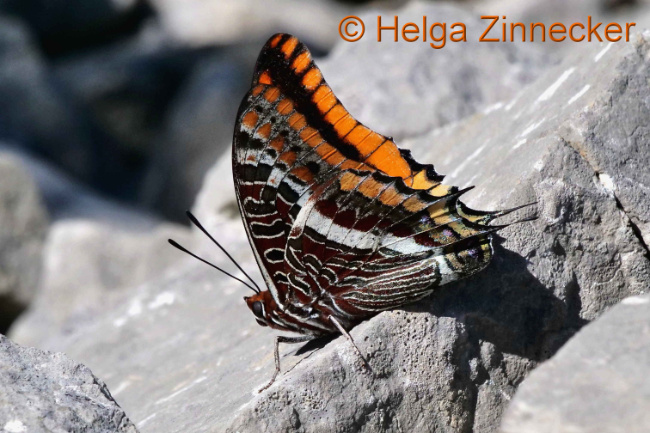 Bild zum Eintrag (1126936-160)