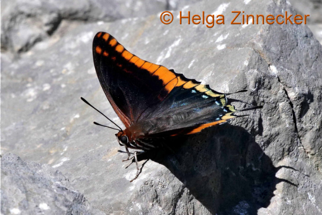 Bild zum Eintrag (1126937-160)