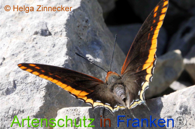 Bild zum Eintrag (1126938-160)