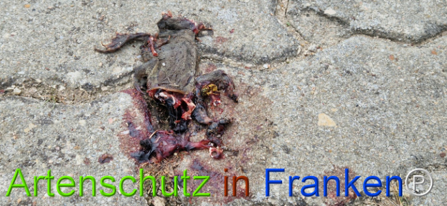 Bild zum Eintrag (1126996-160)