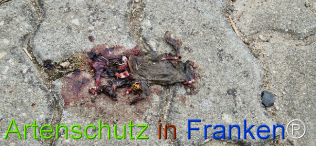 Bild zum Eintrag (1126997-160)