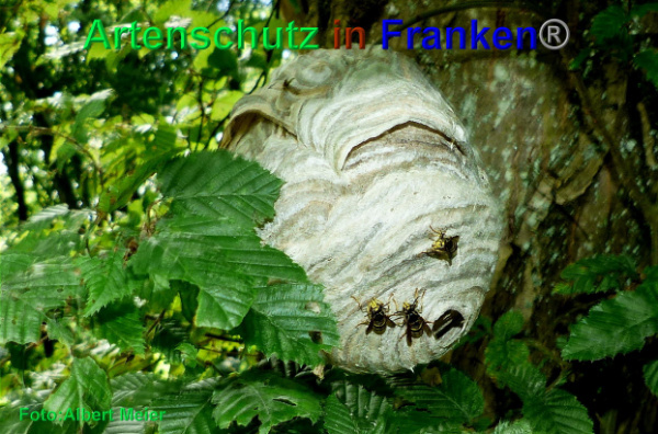 Bild zum Eintrag (1126999-160)