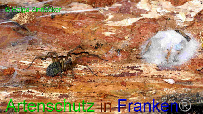 Bild zum Eintrag (1127147-160)