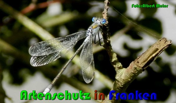 Bild zum Eintrag (1127159-160)