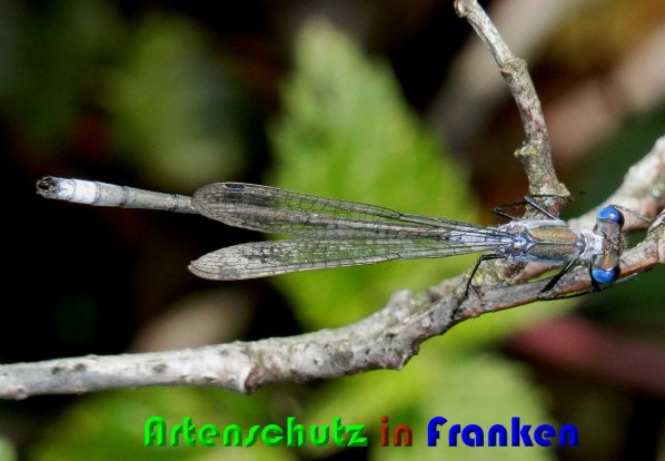 Bild zum Eintrag (1127162-160)