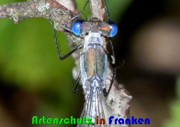 Bild zum Eintrag (1127163-160)