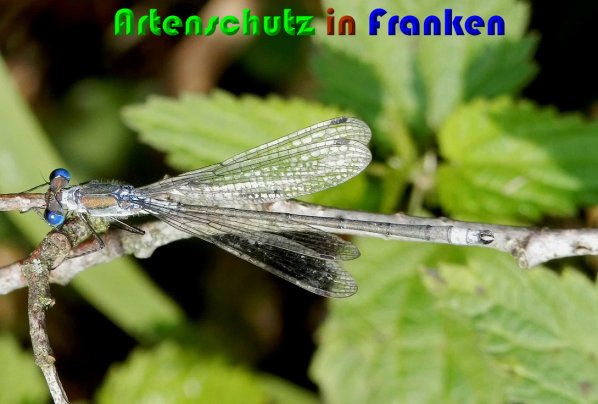 Bild zum Eintrag (1127164-160)