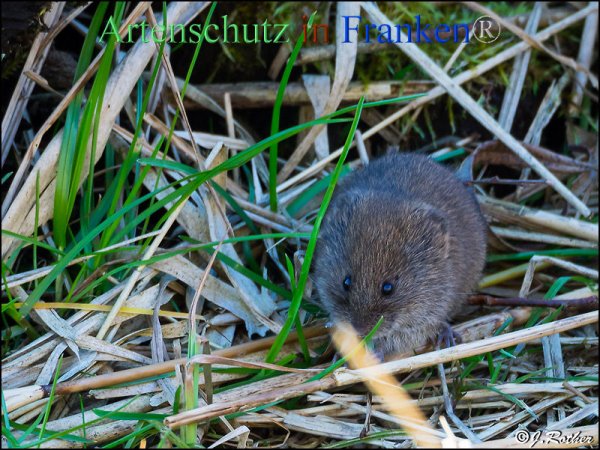 Bild zum Eintrag (1127205-160)