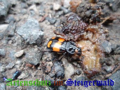 Bild zum Eintrag (1127220-160)