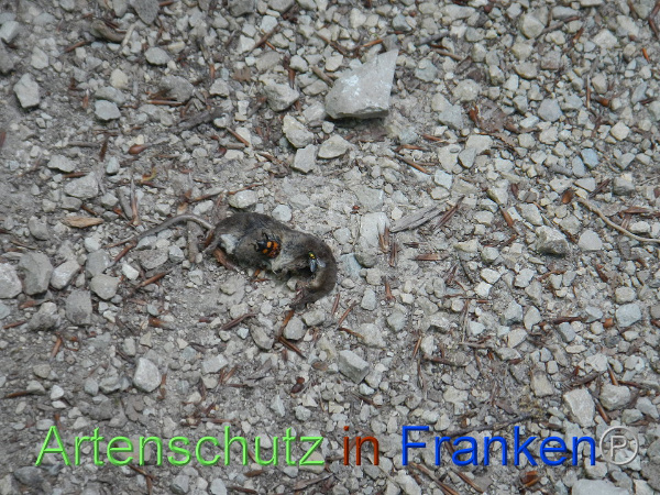 Bild zum Eintrag (1127222-160)