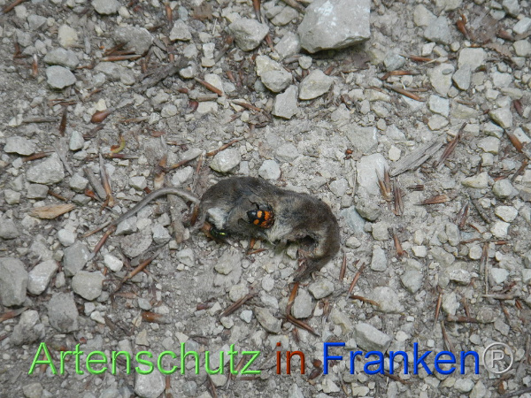 Bild zum Eintrag (1127223-160)