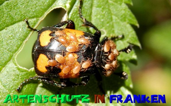 Bild zum Eintrag (1127226-160)