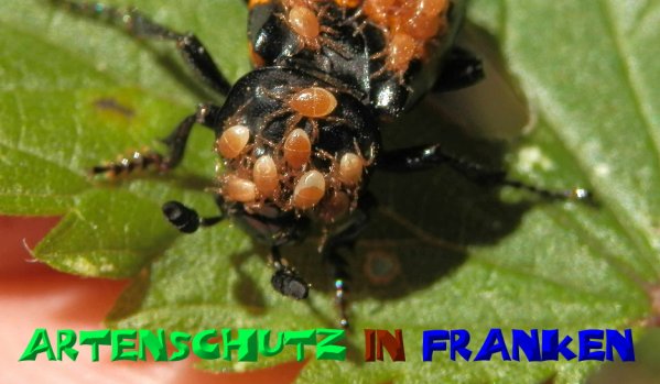 Bild zum Eintrag (1127227-160)