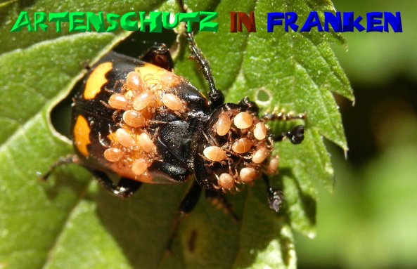 Bild zum Eintrag (1127228-160)