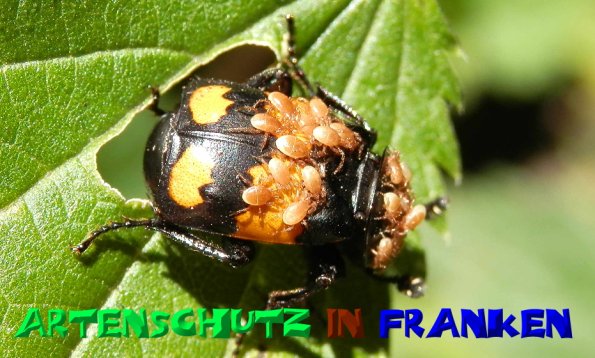 Bild zum Eintrag (1127229-160)