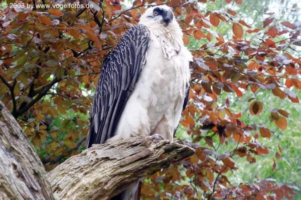 Bild zum Eintrag (1127451-160)