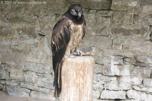 Bild zum Eintrag (1127452-160)