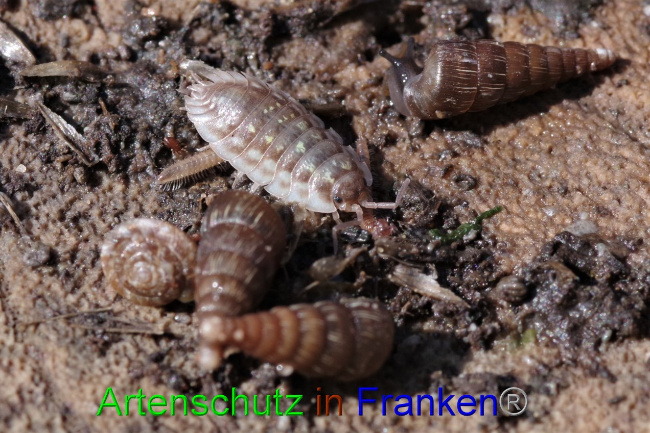 Bild zum Eintrag (1127581-160)