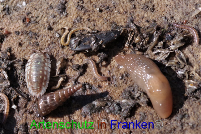 Bild zum Eintrag (1127582-160)