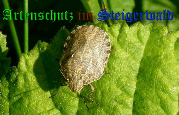 Bild zum Eintrag (1127609-160)