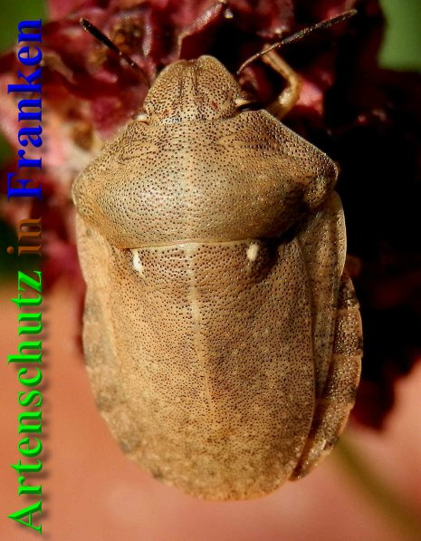 Bild zum Eintrag (1127611-160)