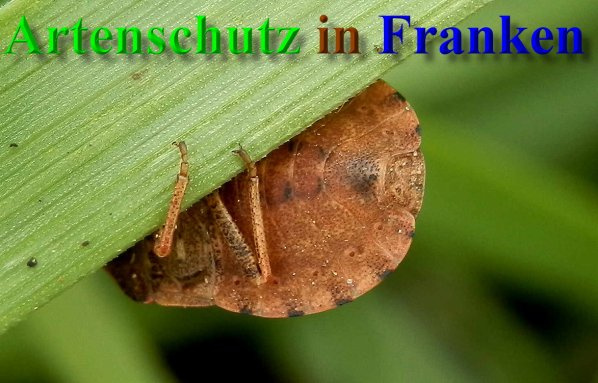 Bild zum Eintrag (1127612-160)