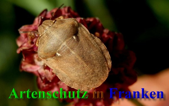 Bild zum Eintrag (1127613-160)