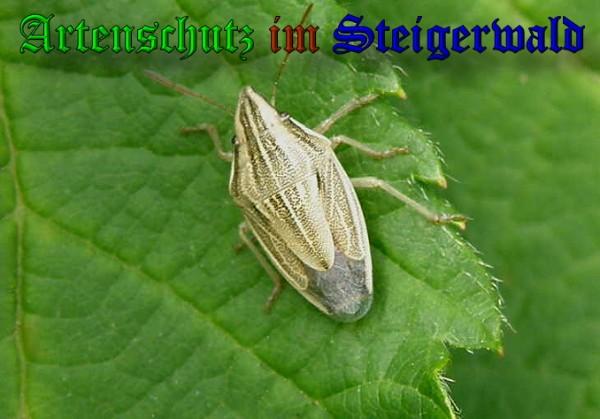 Bild zum Eintrag (1127620-160)