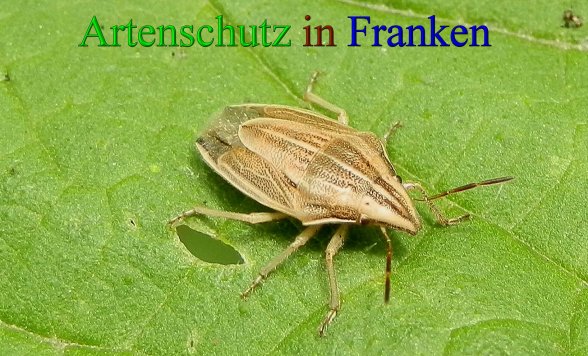 Bild zum Eintrag (1127621-160)