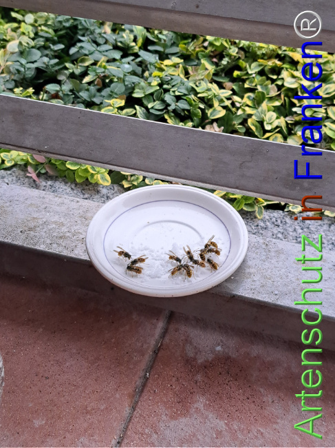© Artenschutz in Franken® Bild zum Eintrag (1127731-160)